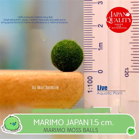 Marimo Kitani #7
