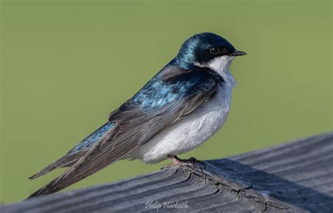 Marsh Swallow