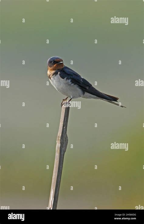 Marsh Swallow