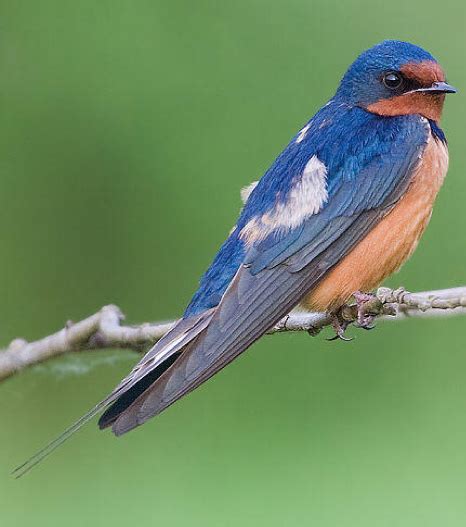 Marsh Swallow #6