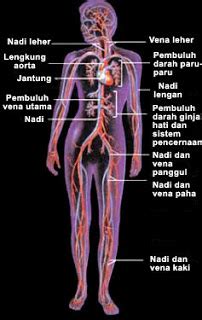 maypedia