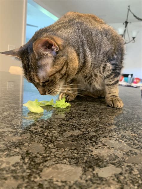 Mia Kitty #2
