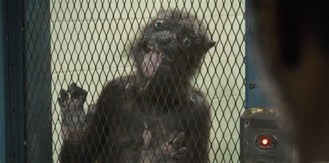 Miley Weasel #2