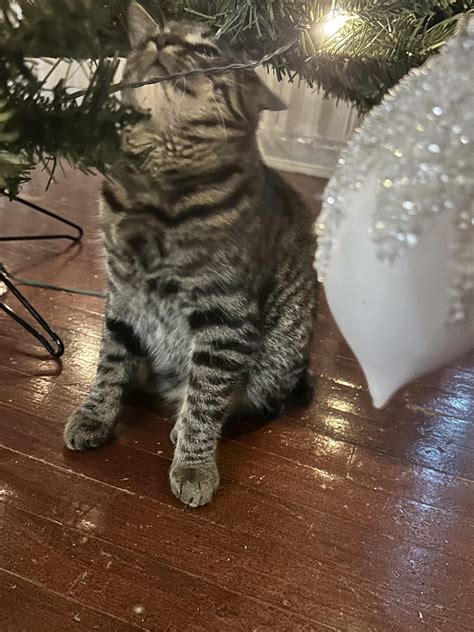 Mischievous Kitty #2