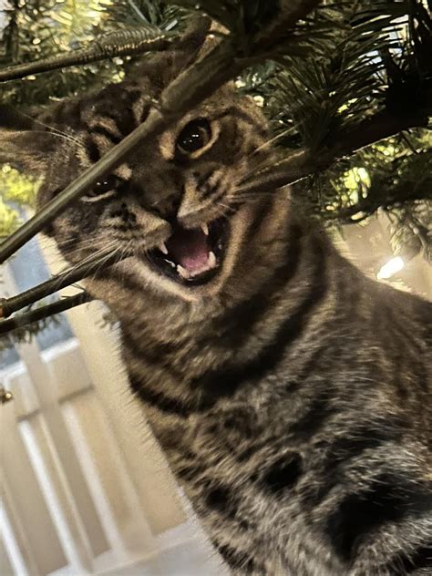 Mischievous Kitty #7