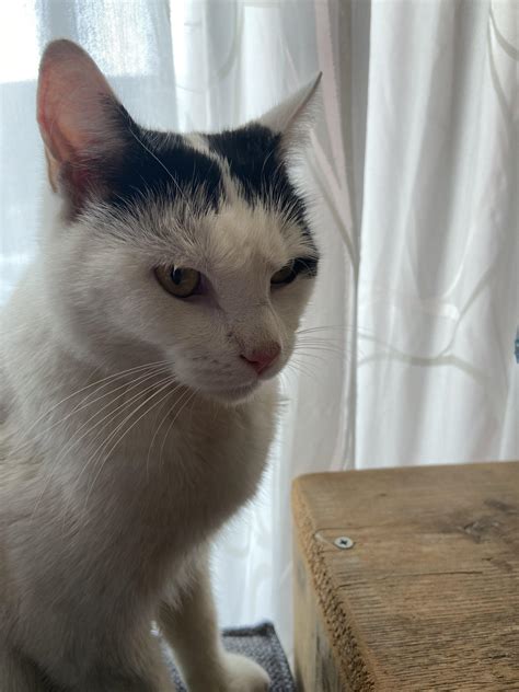 Mykitty