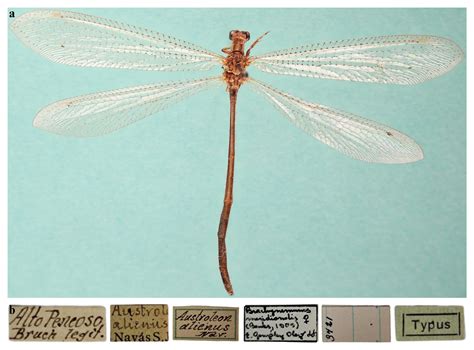 Neuroptera (Cosmid)