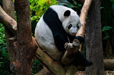 Pandah #12
