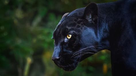 Pantera