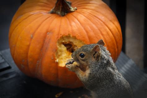 Penelope Pumpkins
