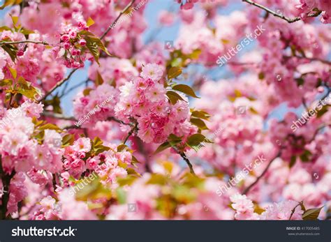 Pinksakura