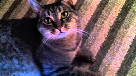 Pretty Kitty Kat #2