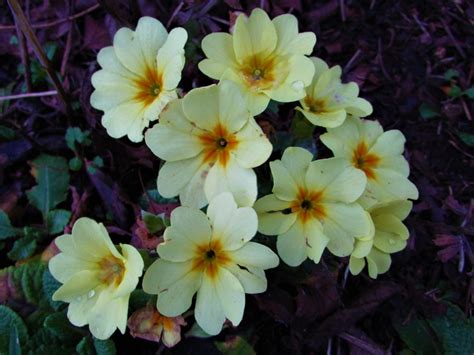 Primrose