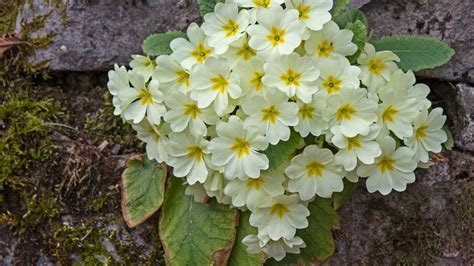 Primrose
