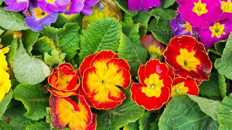 Primrose #18