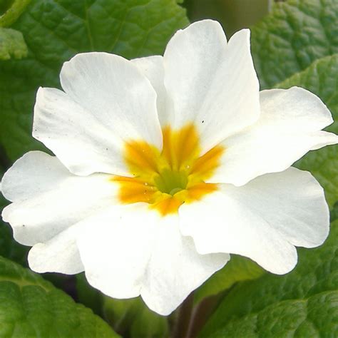 Primrose #4