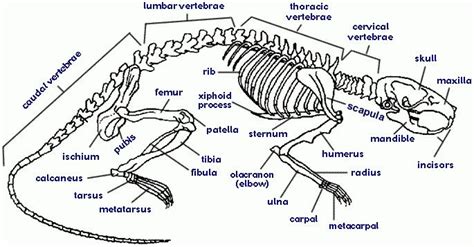 Ratskeleton
