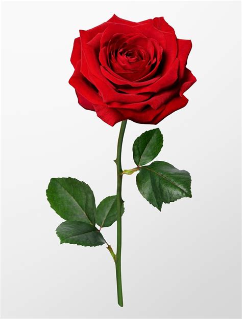 Red Rose