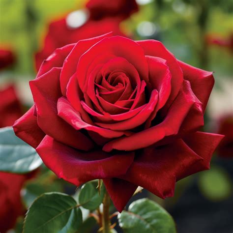 Red Rose #7