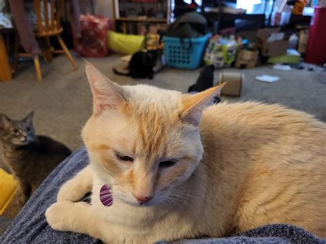 Redd Neko