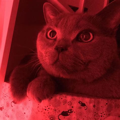 Redkittycat