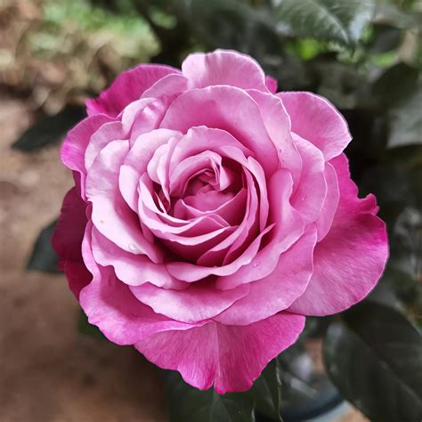 Robin Rose #10