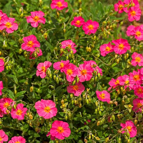 Rock Rose