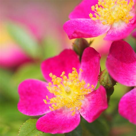 Rosa Laura