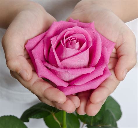 Rosa Rosebud