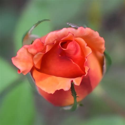 Rose Bud