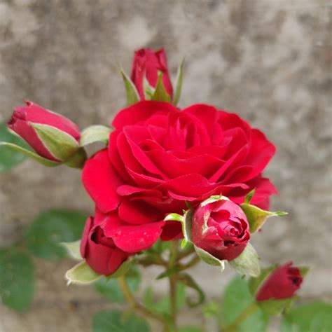 Rose Macabre