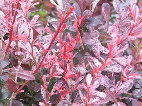 Rosy Rocket