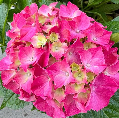 Ruby Blossom #5