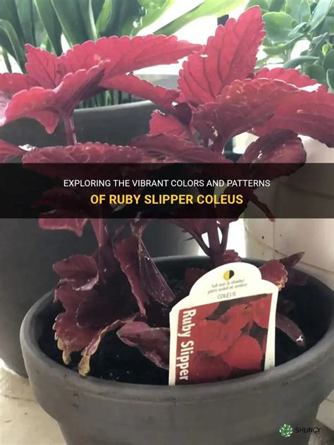 Ruby Slipper