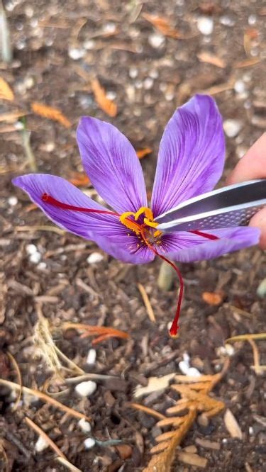 Saffron Budding