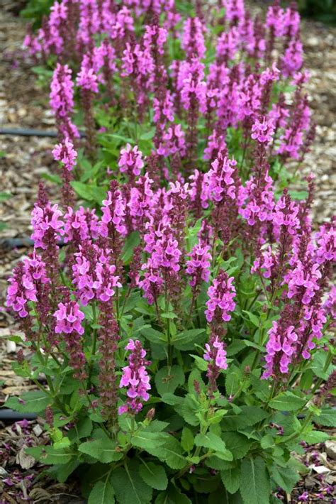 Sage Rose #2