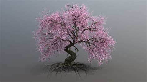 Sakura Cherry