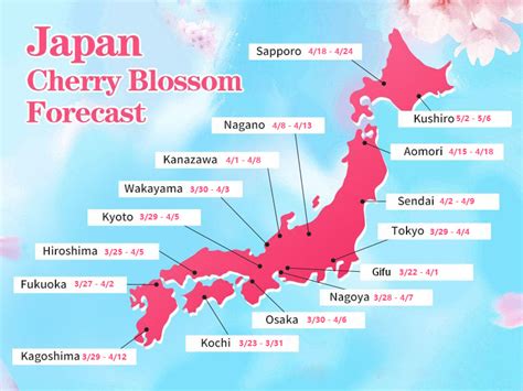 Sakura Cherry #18
