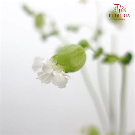 Silene