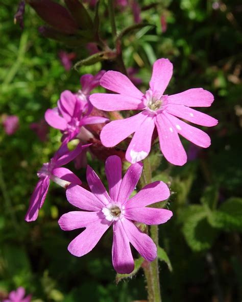 Silene #7