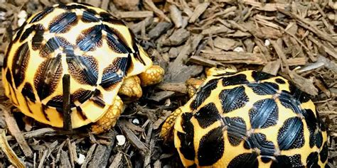 Smoltortoise