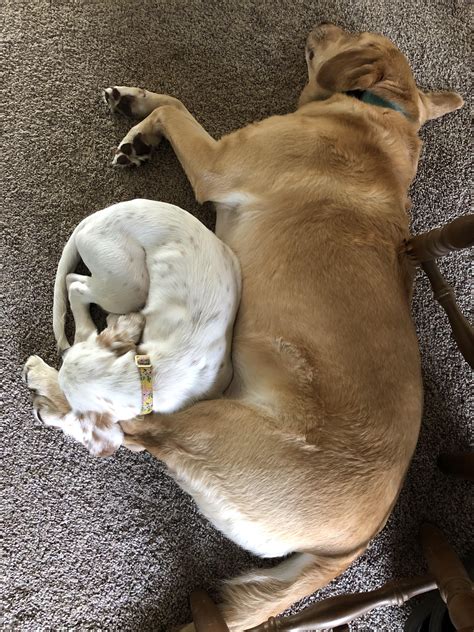 Snuggle Bug #8