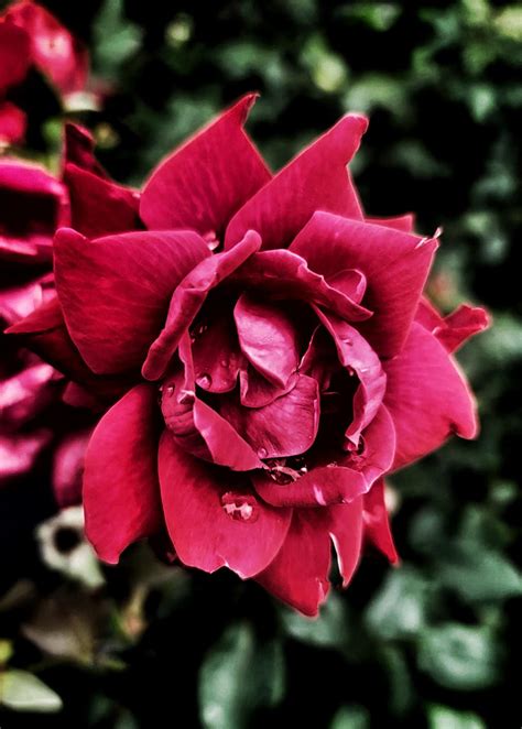 Storm Rose
