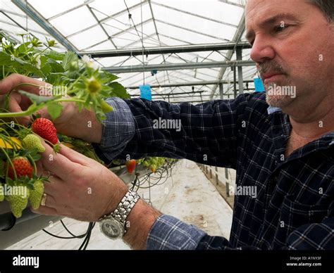 Strawberry Fields