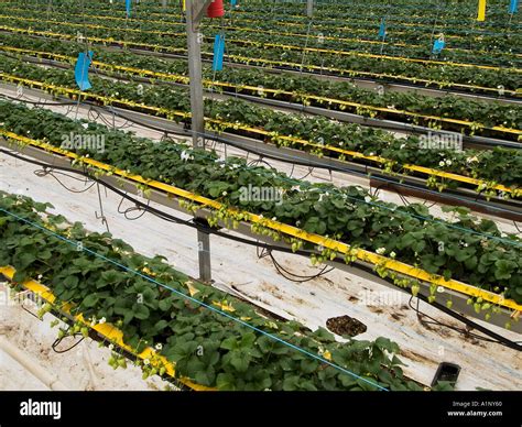 Strawberry Fields