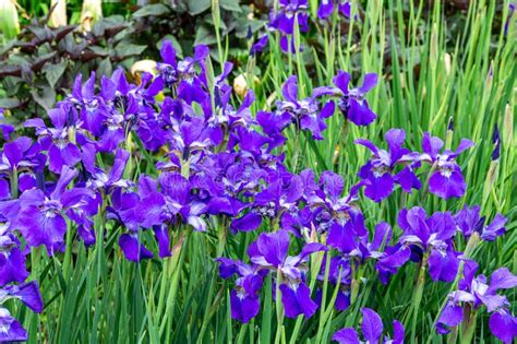 Summer Iris #7