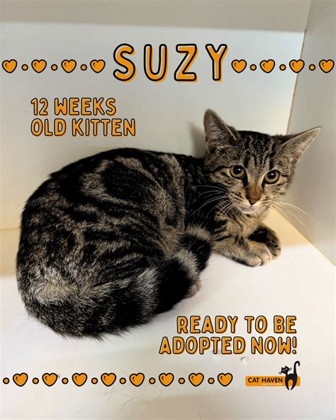 Suzy Kitten