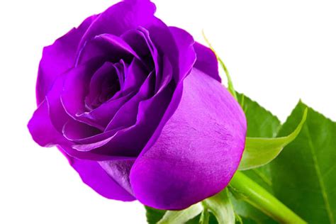 Violet Rose #1