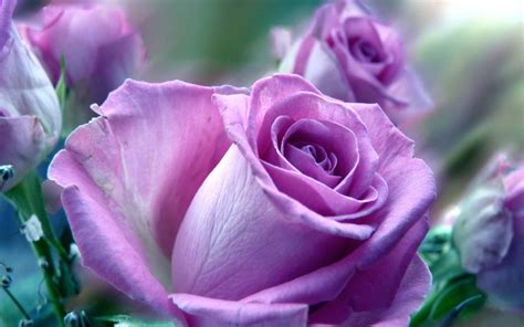 Violet Rose