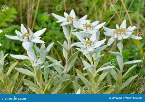 Violeta Edelweiss